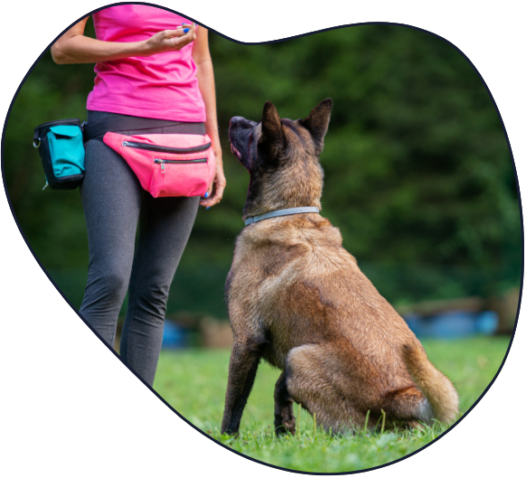 Dog Sitting during Dog Training exercise